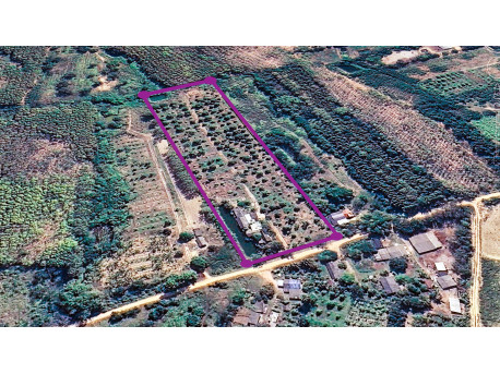 Durian farm Pa la-U 25000 m²
