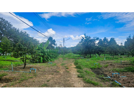 Durian farm Pa la-U 25000 m²